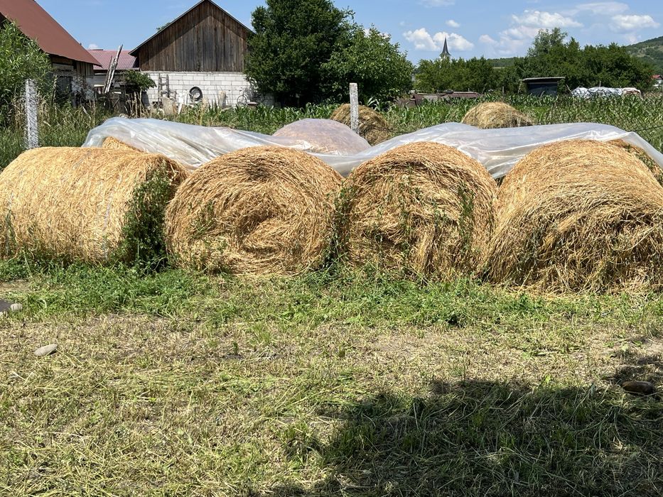 Baloti mari lucerna Budacu de jos