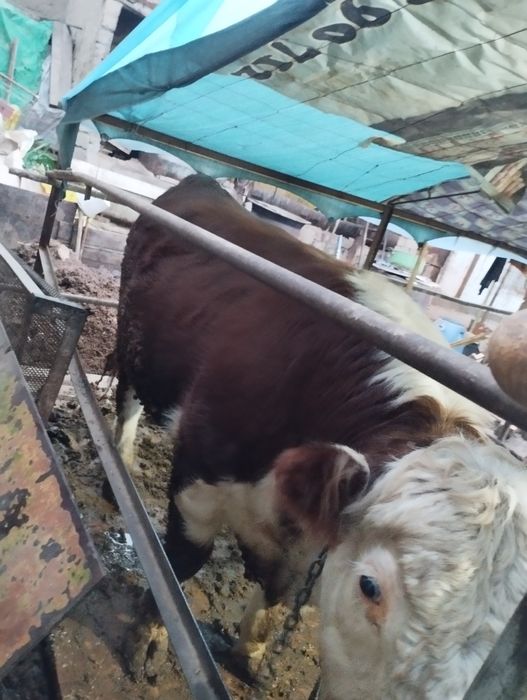 Грефорд бук,ача сотилади