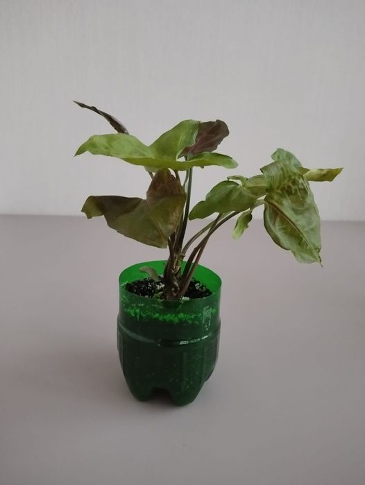 Сингониум Aron brown