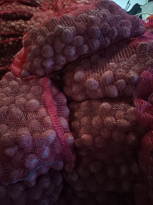 Cartofi de sămânță și de consum