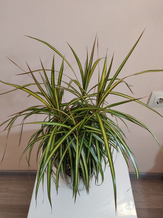 Драцена ( комнатное растение)