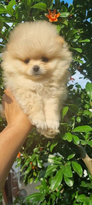 Померан померанчета