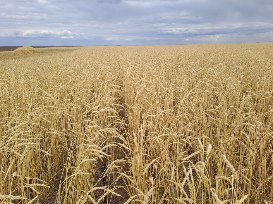 Продам пшеницу чистую