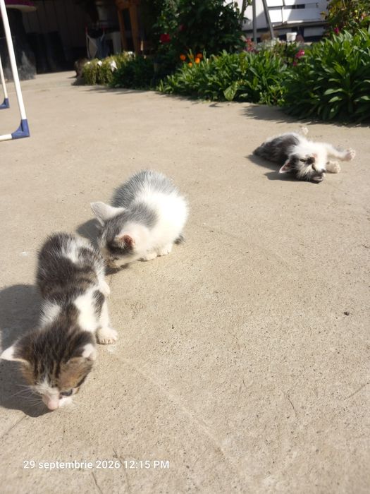 Pisici rasă comună adopție