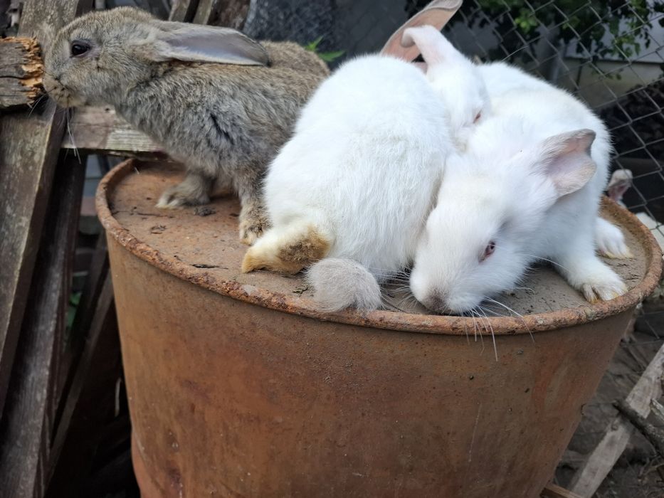 Vând iepurași 2 luni