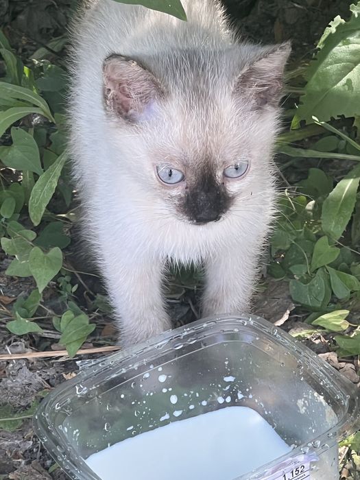 Котенок 2 месяца