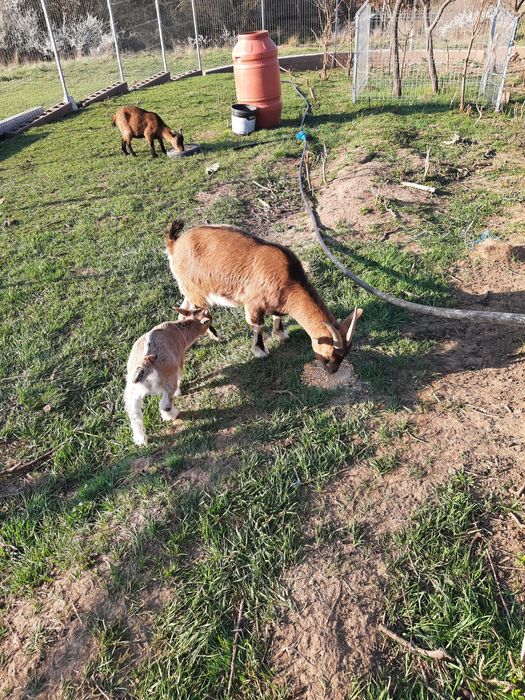 Capra de Camerun cu ieduț