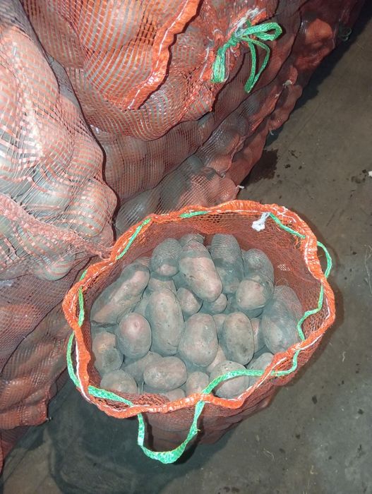 Продам картофель.