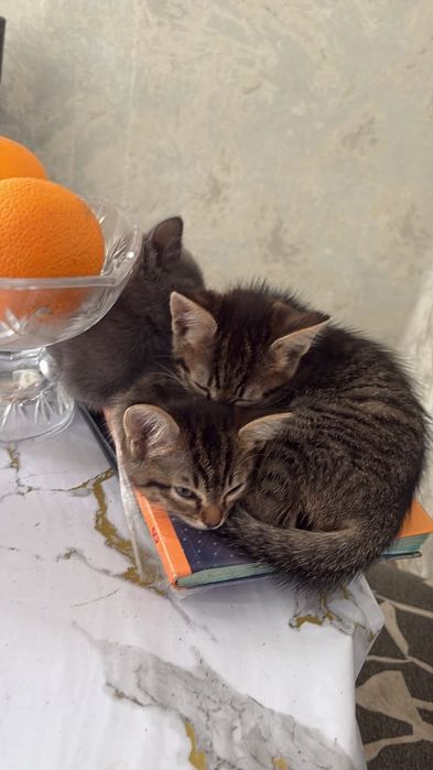 Отдам котят в хорошие руки