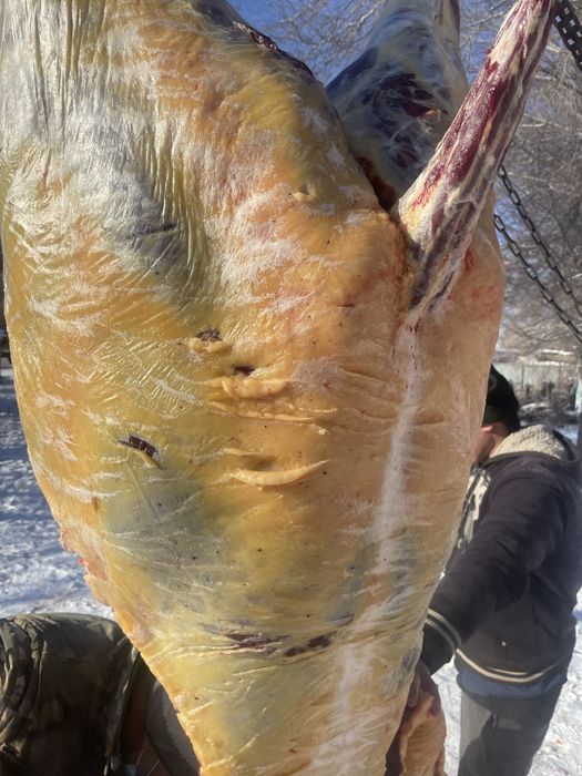 Семіз жылқылар сатамын.