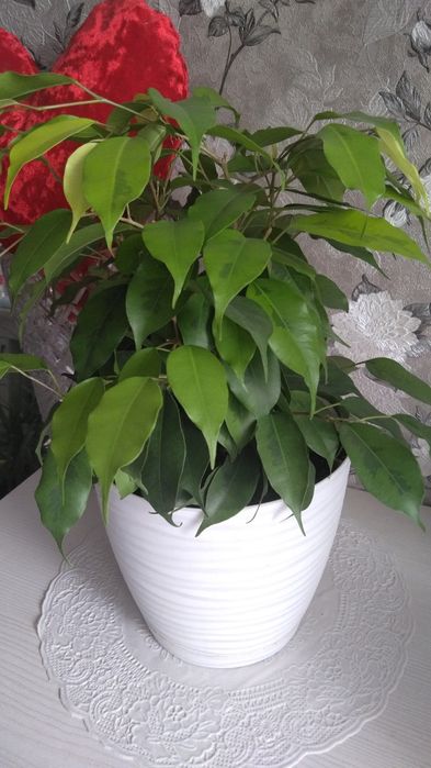 Фикус Голден маник