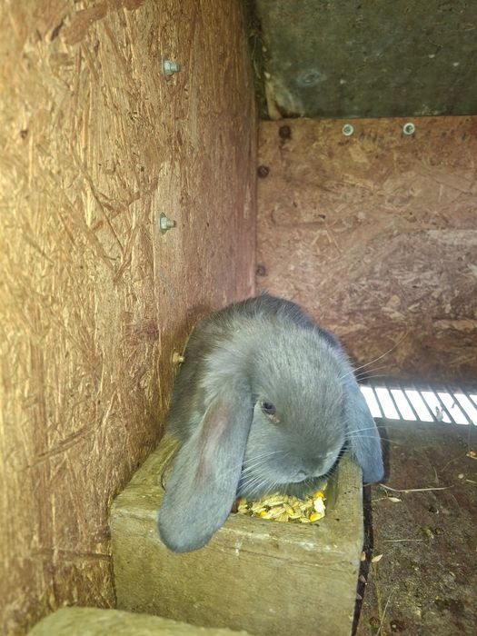 Iepurasi berbec german rasa foarte blandaa