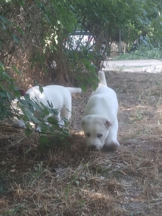 Шеночки алабаев чистокровные