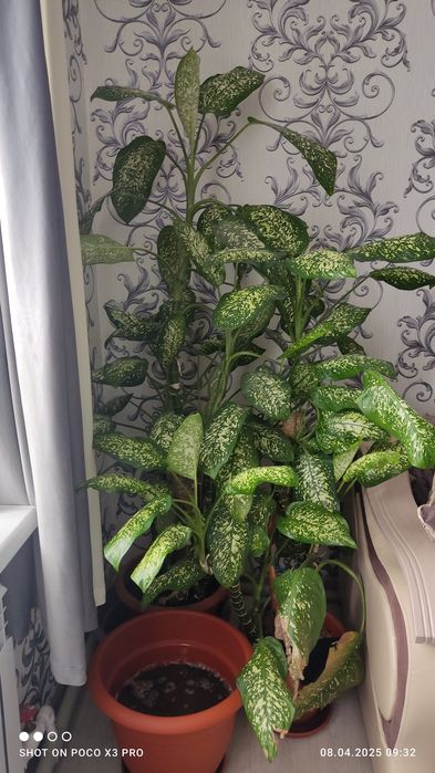 Продам комнатные цветы.