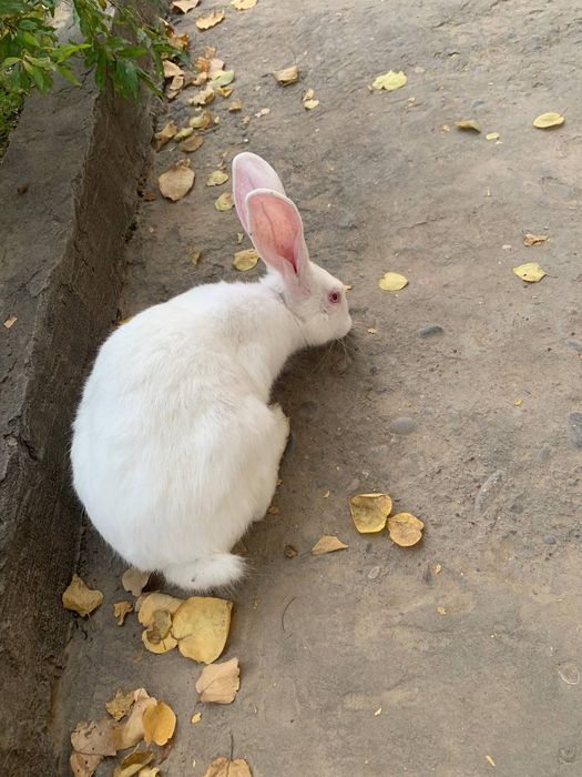 Hikol quyon sotiladi