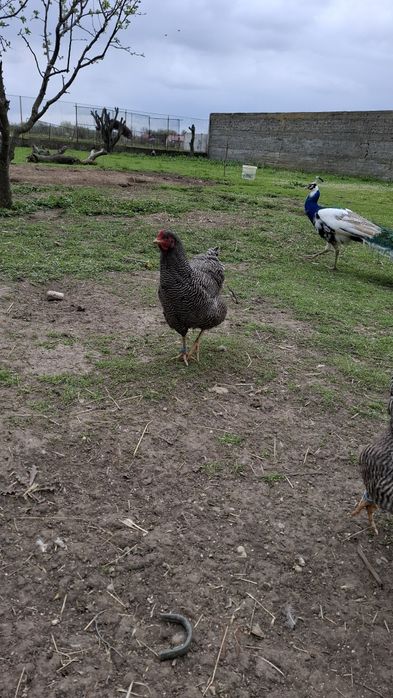 Gaini si cocosi plymouth