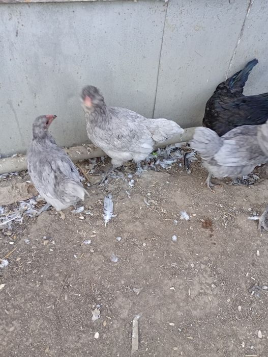 Ameraucana tineret