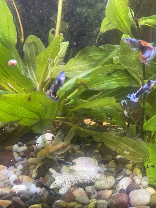 гуппи дамбы слоновая ухо