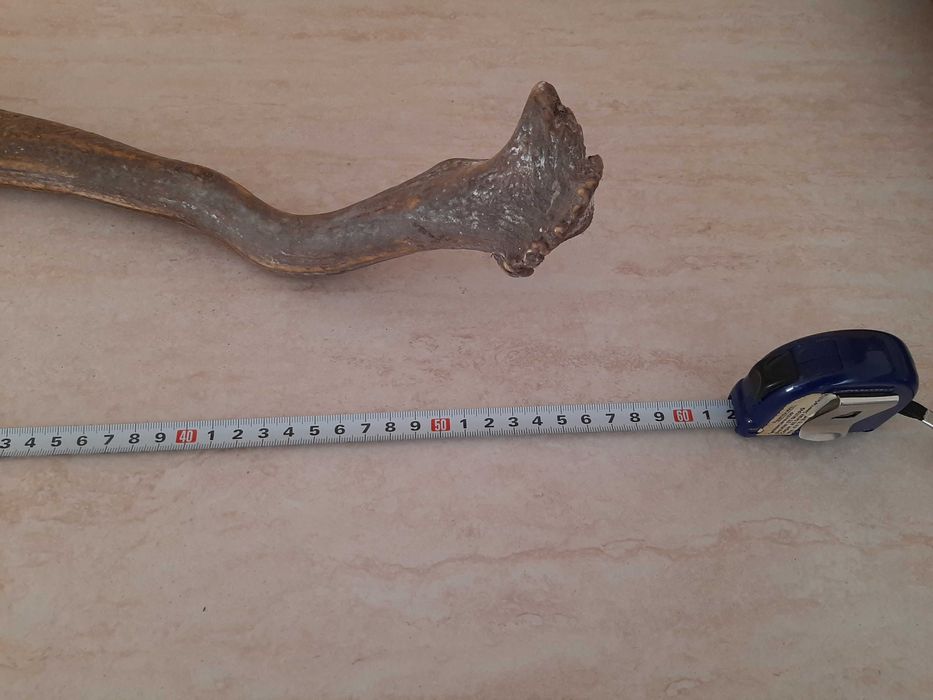 Еленски рог 60 см