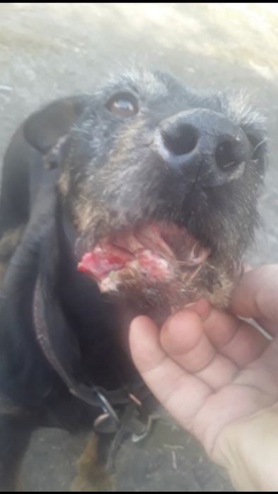 Ягдтерьер и Фокстерьер.