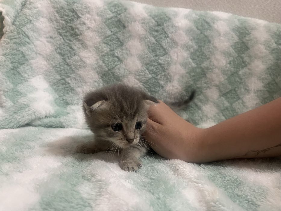 Продам веслоухих Котят