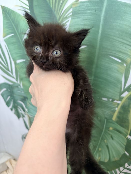 Котята ищут добрый руки