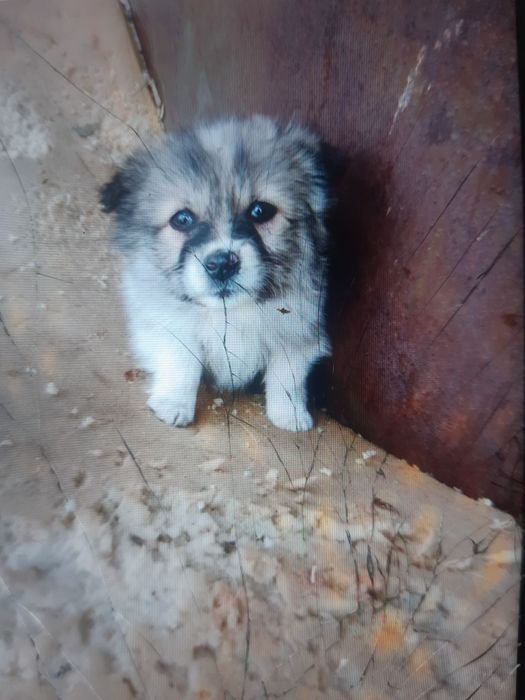 Пушистые щенки в добрые руки