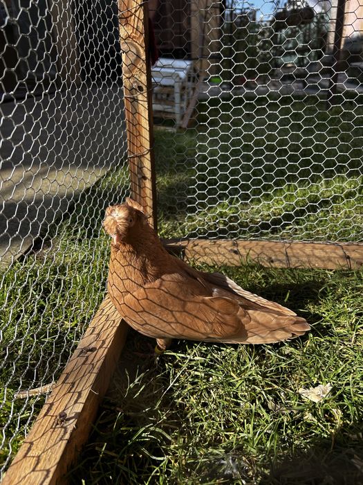 Porumbei diferite rase