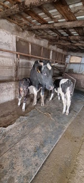 Vaca cu doi tăurași