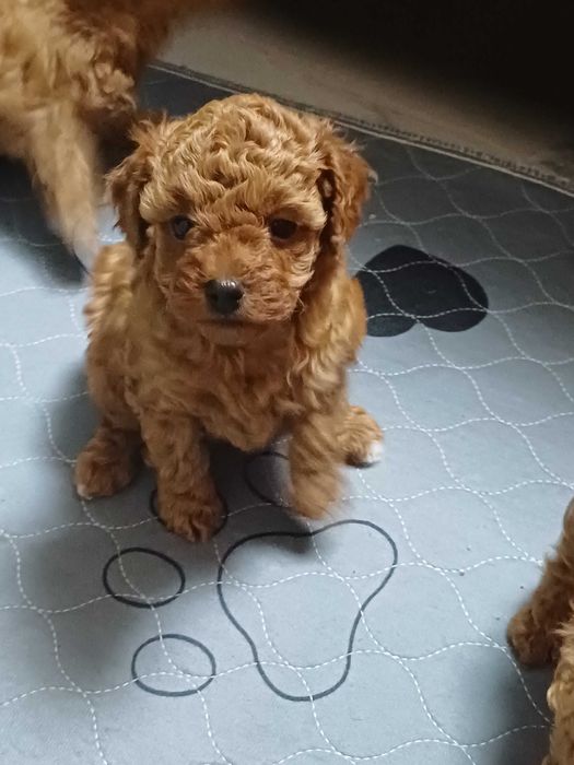 Пудел Мини кученца