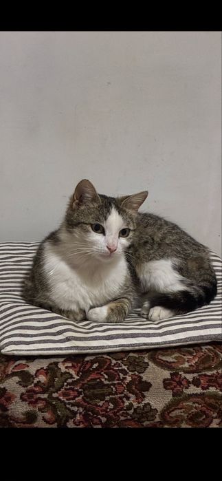 Pisica femela spre adoptie