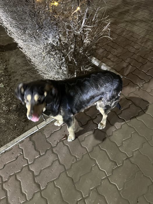 Нашлась Собачка стоит на Атриуме