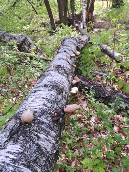 Iasca albine/ chaga