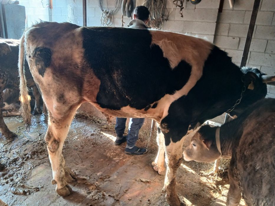 Бык галштейн бук