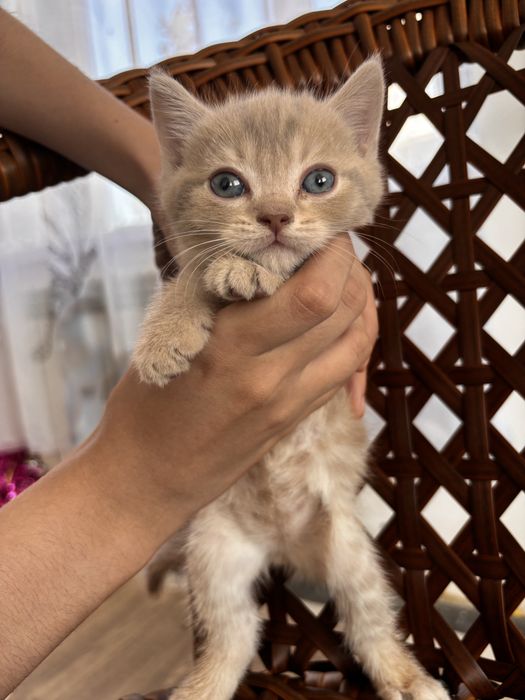 продам шотландских котят