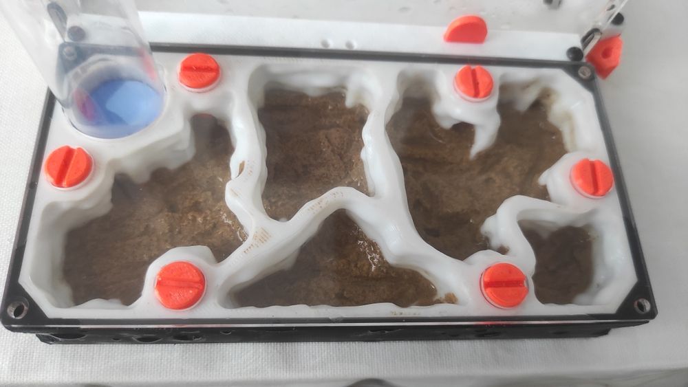 Муравьиная ферма