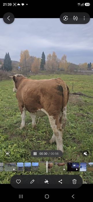 Продам на племья бычка чистого симментала