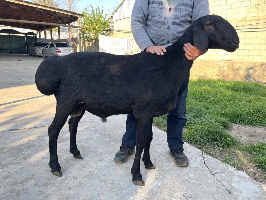 Кошкар сатылады 1 жасар