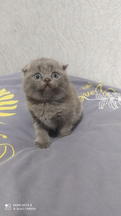 Шотландские Вислоухие котята Фолд