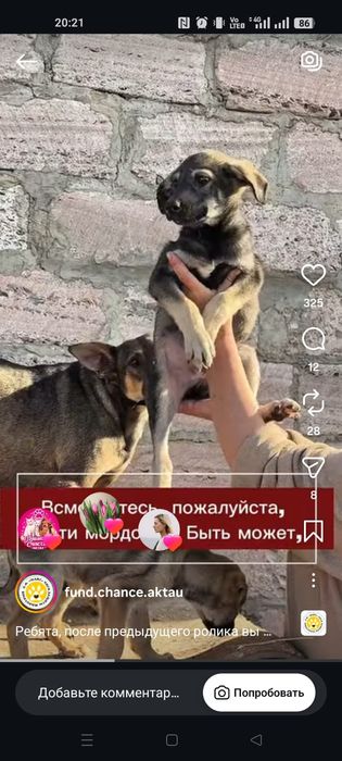 Щенки мальчики отдаётся