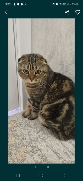 Продаются пара взрослые кошки скотиш фолд и страйт шиншила