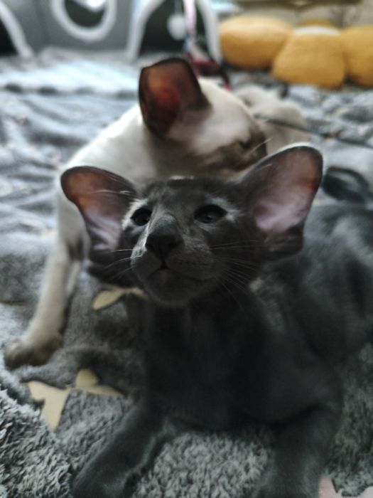 Ориентальные котята экстрим