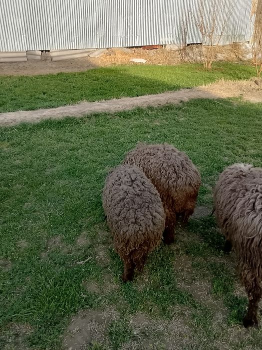 Qochqor va Moda barralar soriladi