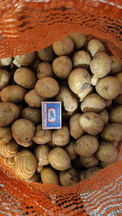 Картофель картофель