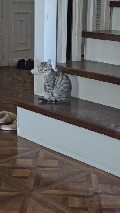 Отдадим котят, бесплатно