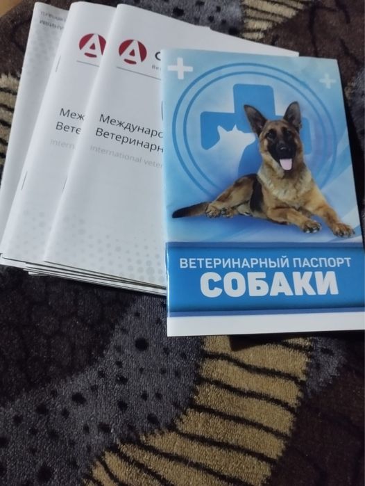 Лоток для всего, санкнижки, строгие ошейники