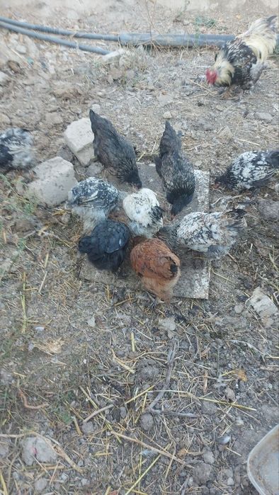 Toviq jujalari sotiladi