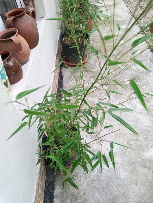 Bambusi puieti verzi crestere rapida