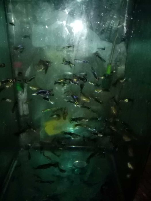 Pesti de acvariu Guppy