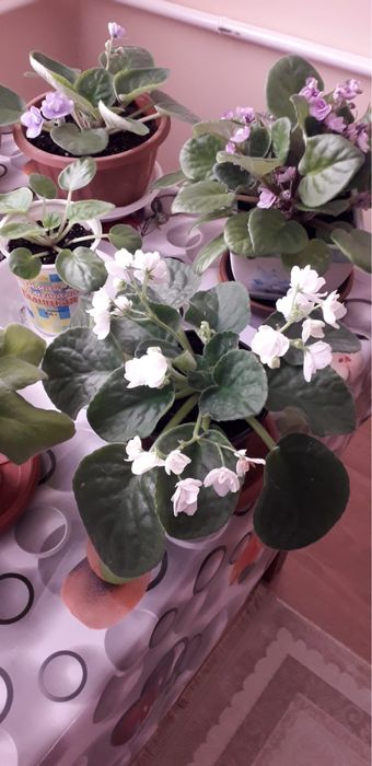 Продам фиалки